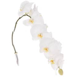 Phalaenopsis weiss Sensation 45 Blüte 3 Stiele 80cm 