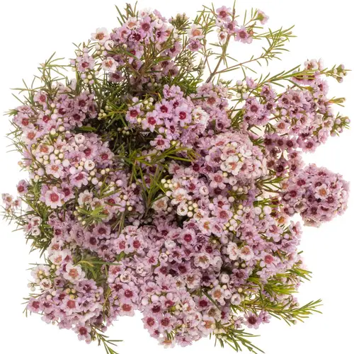 Wachsflower hell rosa Giselle 50 Gramm 70cm