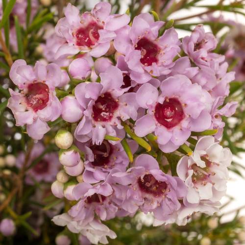 Wachsflower hell rosa Giselle 50 Gramm 70cm