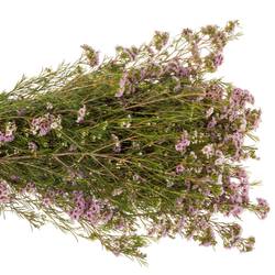 Wachsflower hell rosa Giselle 50 Gramm 70cm