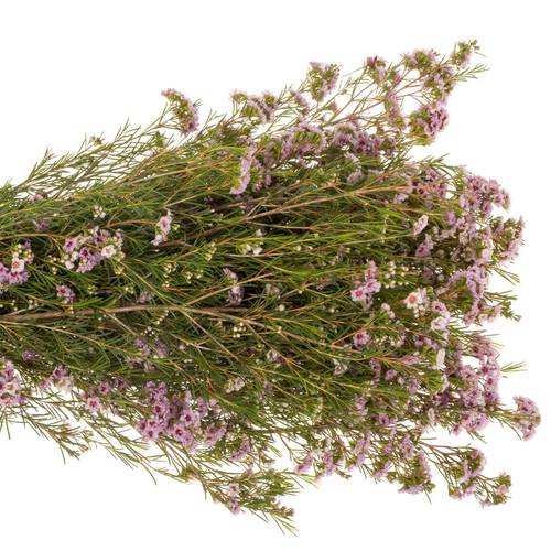 Wachsflower hell rosa Giselle 50 Gramm 70cm