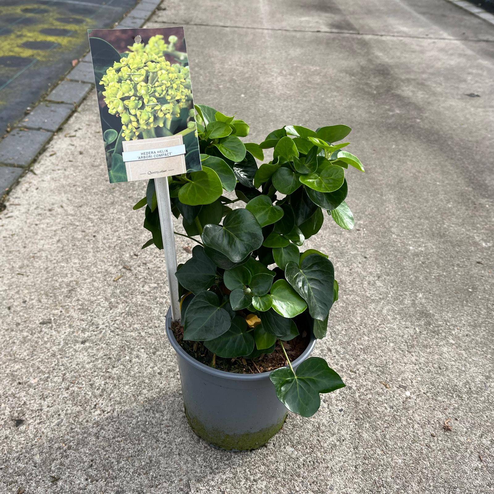Efeu Hibernica Arbori Compact T17 H35 (Efeu) | Heyl - Blumengrohandel /  Floristikgrohandel