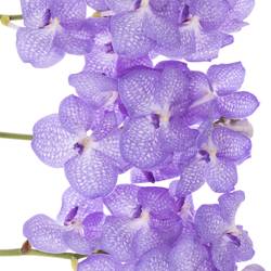 Vanda lila/weiss Angelite