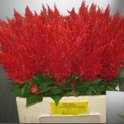 Celosia rot Fire 60cm