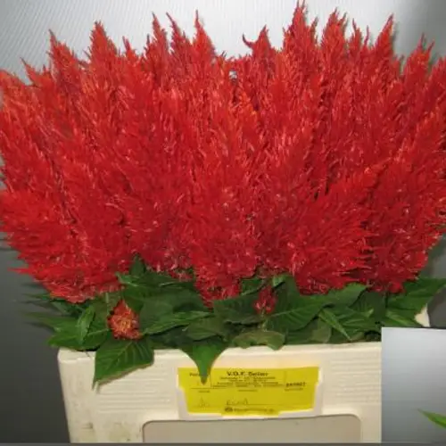 Celosia rot Fire 60cm