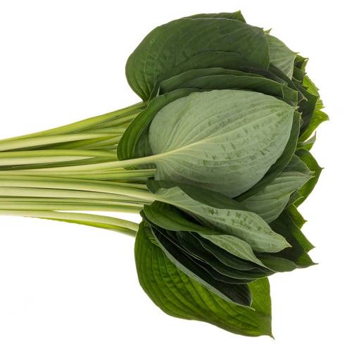 Hostablatt Elegans grün 65cm
