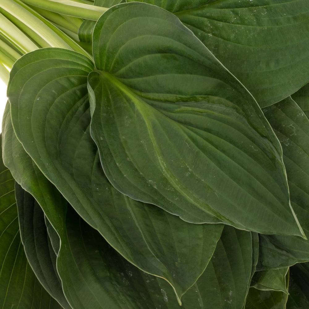 Hostablatt Elegans grün 65cm