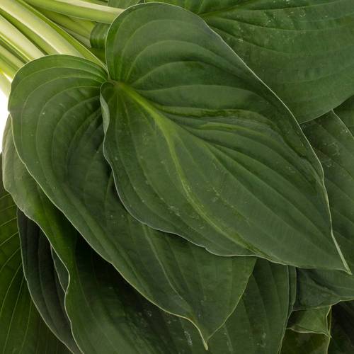 Hostablatt Elegans grün 65cm