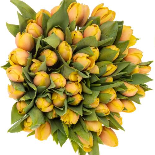 Tulpe apricot Marit 52 Gramm