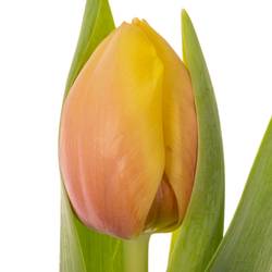Tulpe apricot Marit 52 Gramm