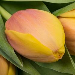 Tulpe apricot Marit 52 Gramm