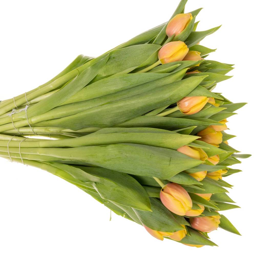 Tulpe apricot Marit 52 Gramm
