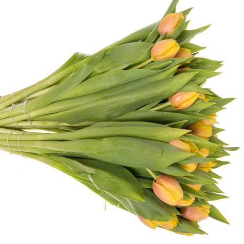 Tulpe apricot Marit 52 Gramm