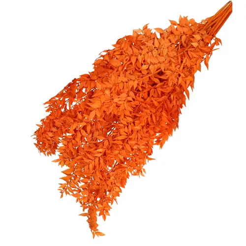 Trocken Ruscus orange L65cm 110gr