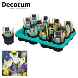 Iris 5er mix T09 H15