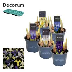 Iris 5er mix T09 H15