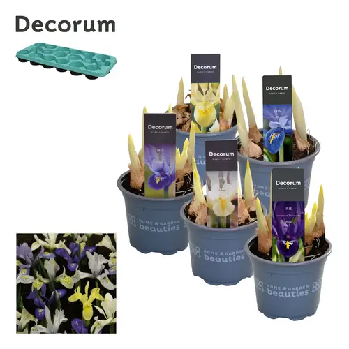 Iris 5er mix T09 H15