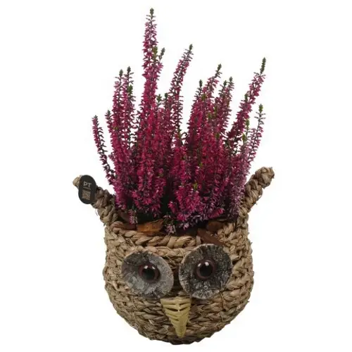Garten.Arr PTHO7638 Herbst T18 H033