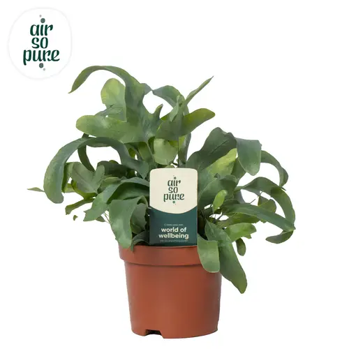 Phlebodium Blue Star T09 H015