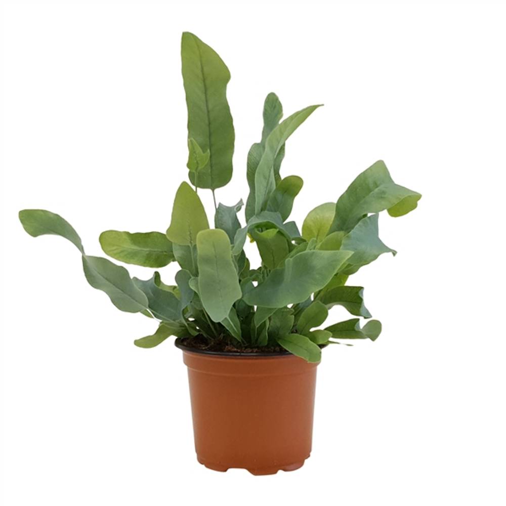 Phlebodium Blue-  T09 H15 Star