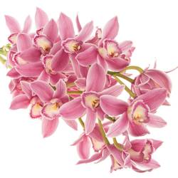 Cymbidium rosa Bryce 50cm 6+Blüte