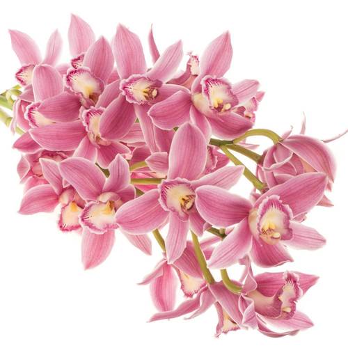 Cymbidium rosa Bryce 50cm 6+Blüte