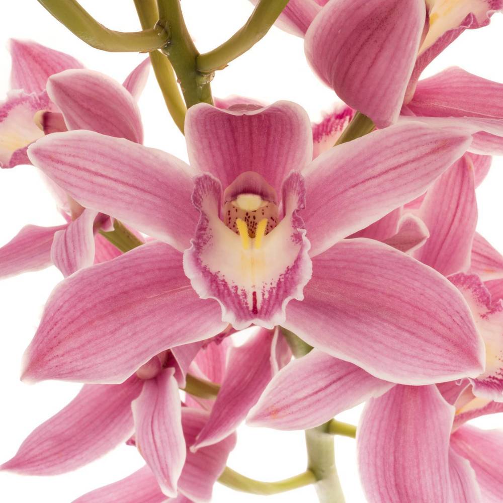 Cymbidium rosa Bryce 50cm 6+Blüte