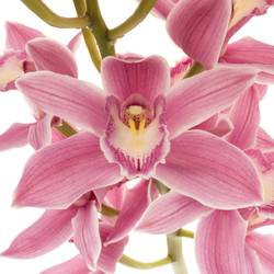 Cymbidium rosa Bryce 50cm 6+Blüte