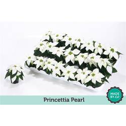 Princettia weiss Pearl T06 H15