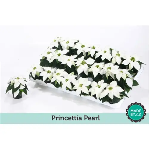 Princettia weiss Pearl T06 H15