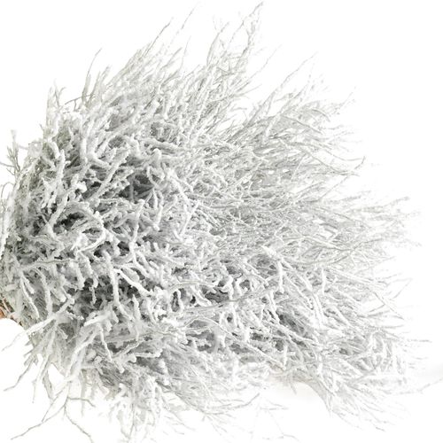 Heidelbeere weiss Puder