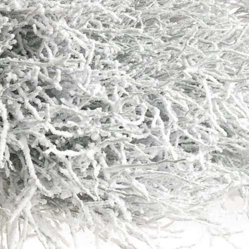 Heidelbeere weiss Puder