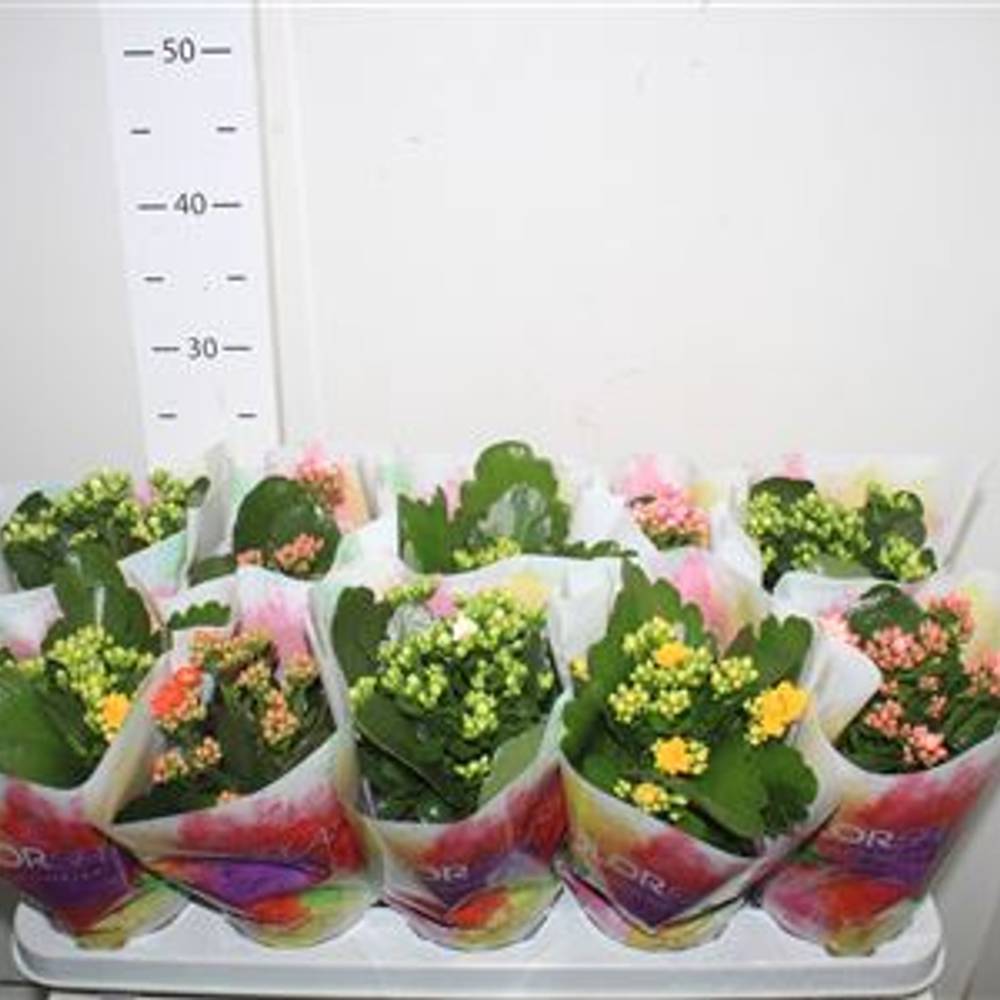 Kalanchoe Gef. mix Schnäpch.von Uhr T10,5 H023