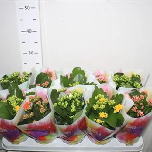 Kalanchoe Gef. mix Schnäpch.von Uhr T10,5 H023