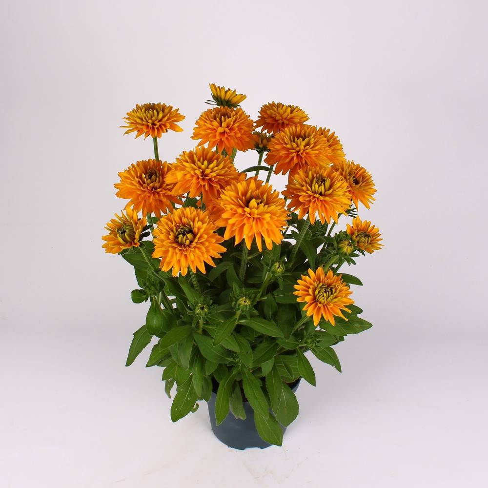 Rudbeckia orange T19 H060