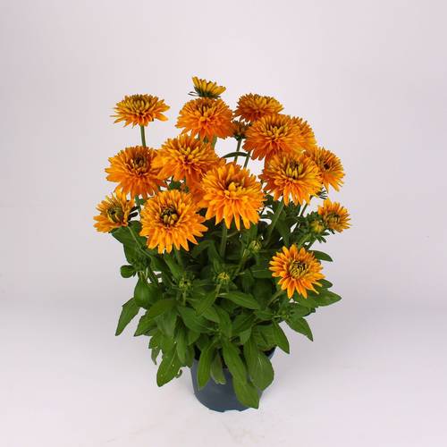 Rudbeckia orange T19 H060