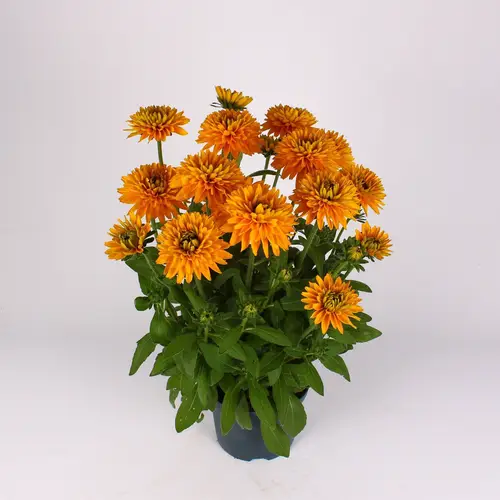 Rudbeckia orange T19 H060
