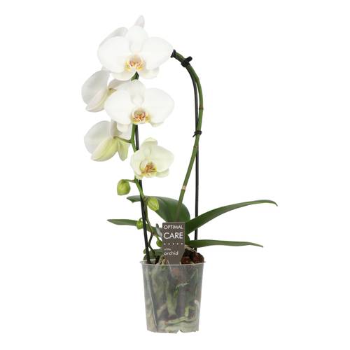Phal.1-R weiss Fontano Crown T09 H050