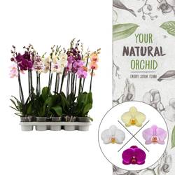 Phal.2-R mix 10+ T12 H055