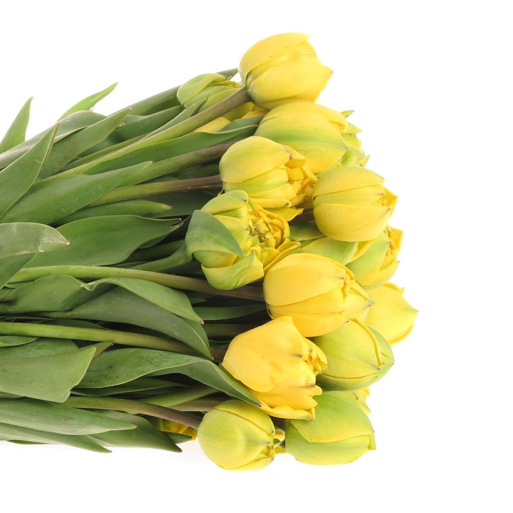 Tulpe Freiland gelb Pioen 24 Gramm 26cm