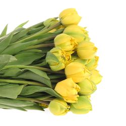 Tulpe Freiland gelb Pioen 24 Gramm 26cm