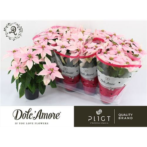 Princettia hell rosa T12 H031