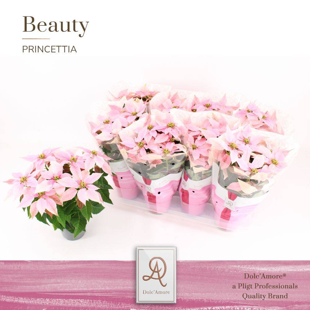 Princettia hell rosa T12 H031