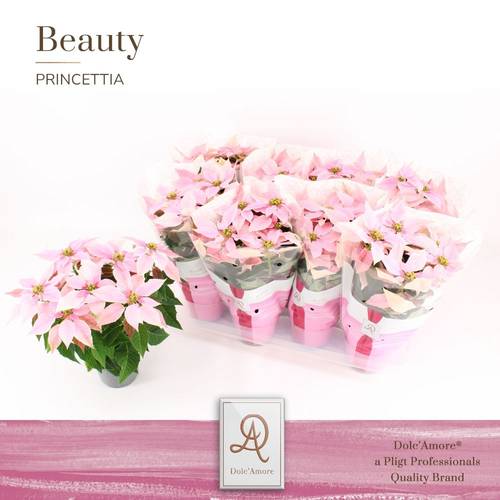 Princettia hell rosa T12 H031