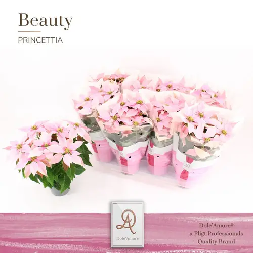 Princettia hell rosa T12 H031