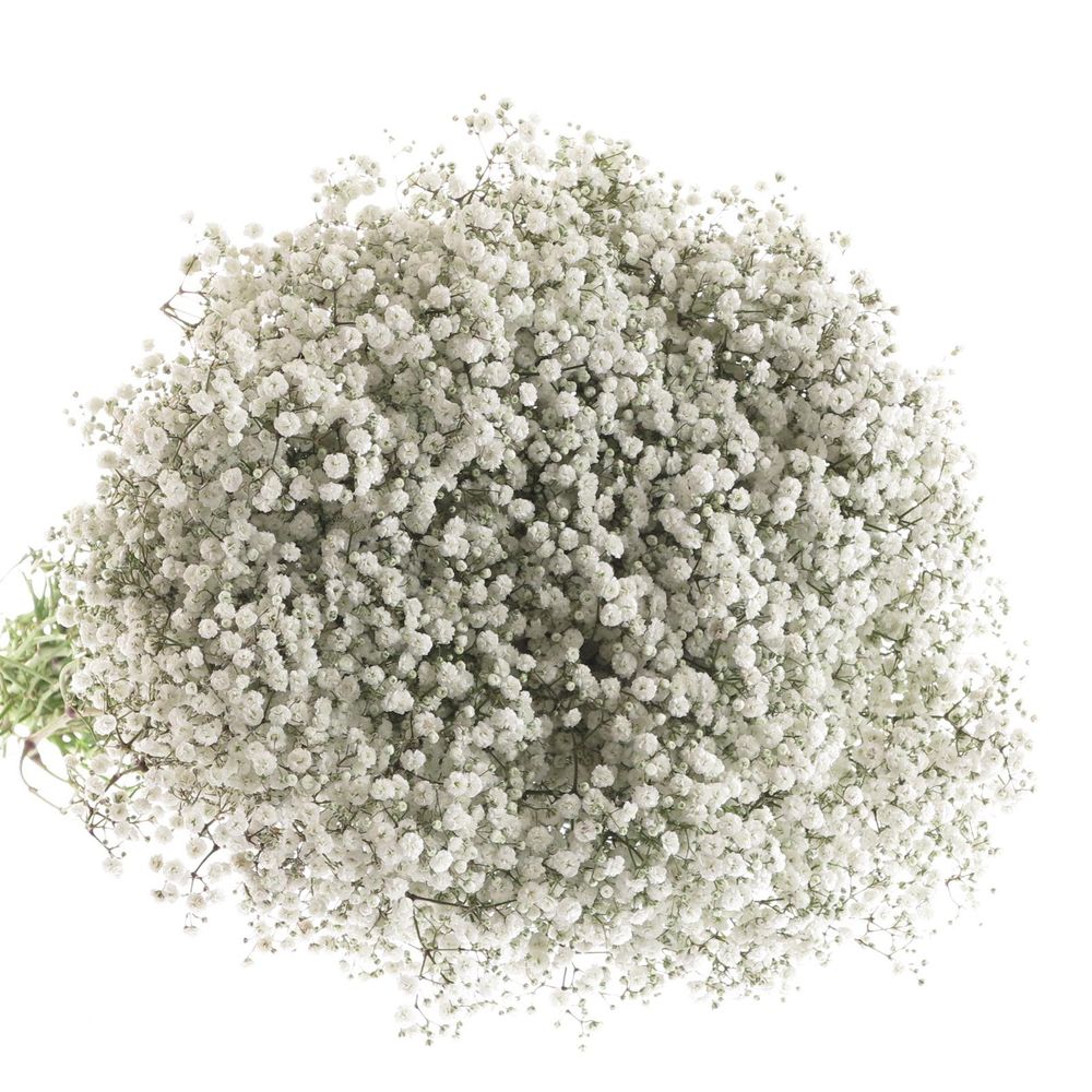 Gyps weiss Beauty Bride 40 Gramm grosse Blüte