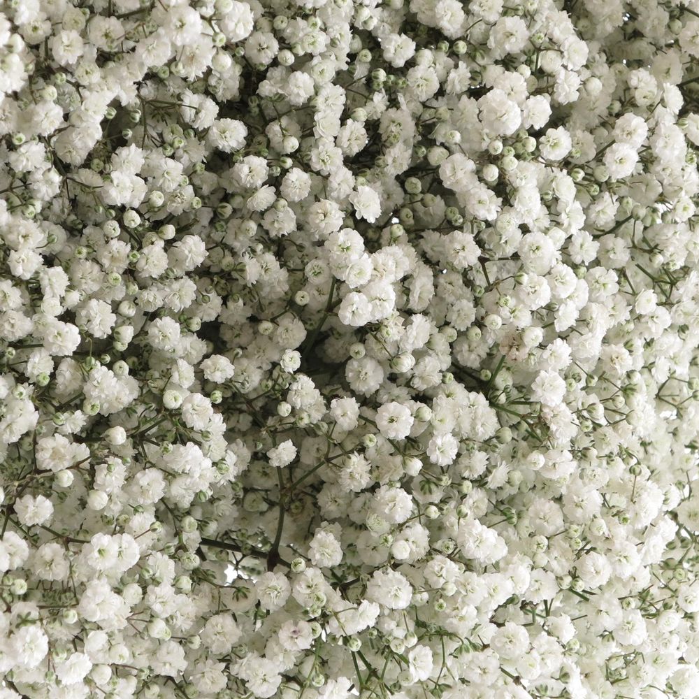 Gyps weiss Beauty Bride 40 Gramm grosse Blüte