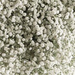 Gyps weiss Beauty Bride 40 Gramm grosse Blüte