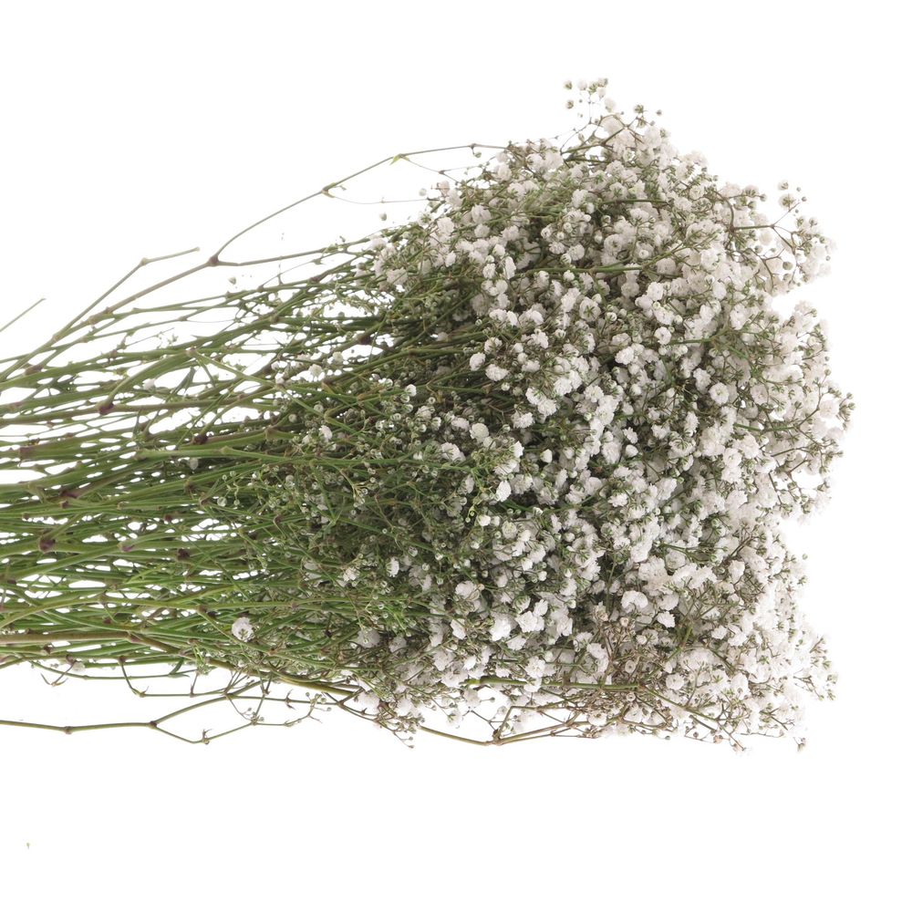 Gyps weiss Beauty Bride 40 Gramm grosse Blüte