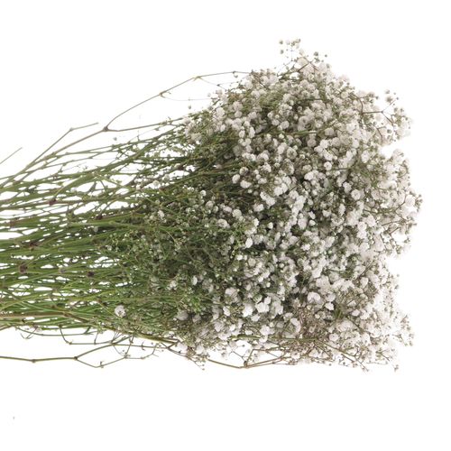 Gyps weiss Beauty Bride 40 Gramm grosse Blüte